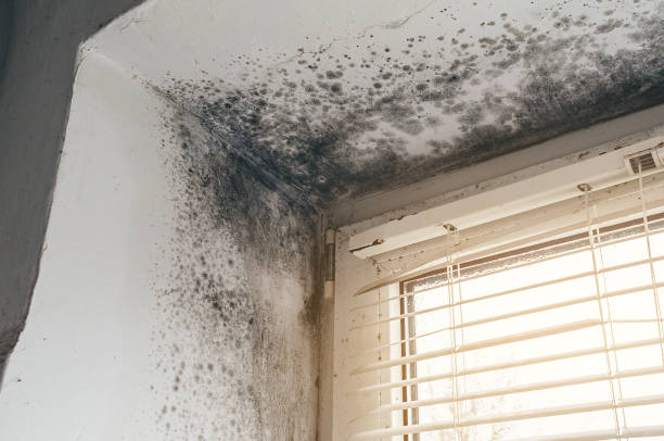 Affordable Mold Inspection And Testing solutions in Wylie, TX